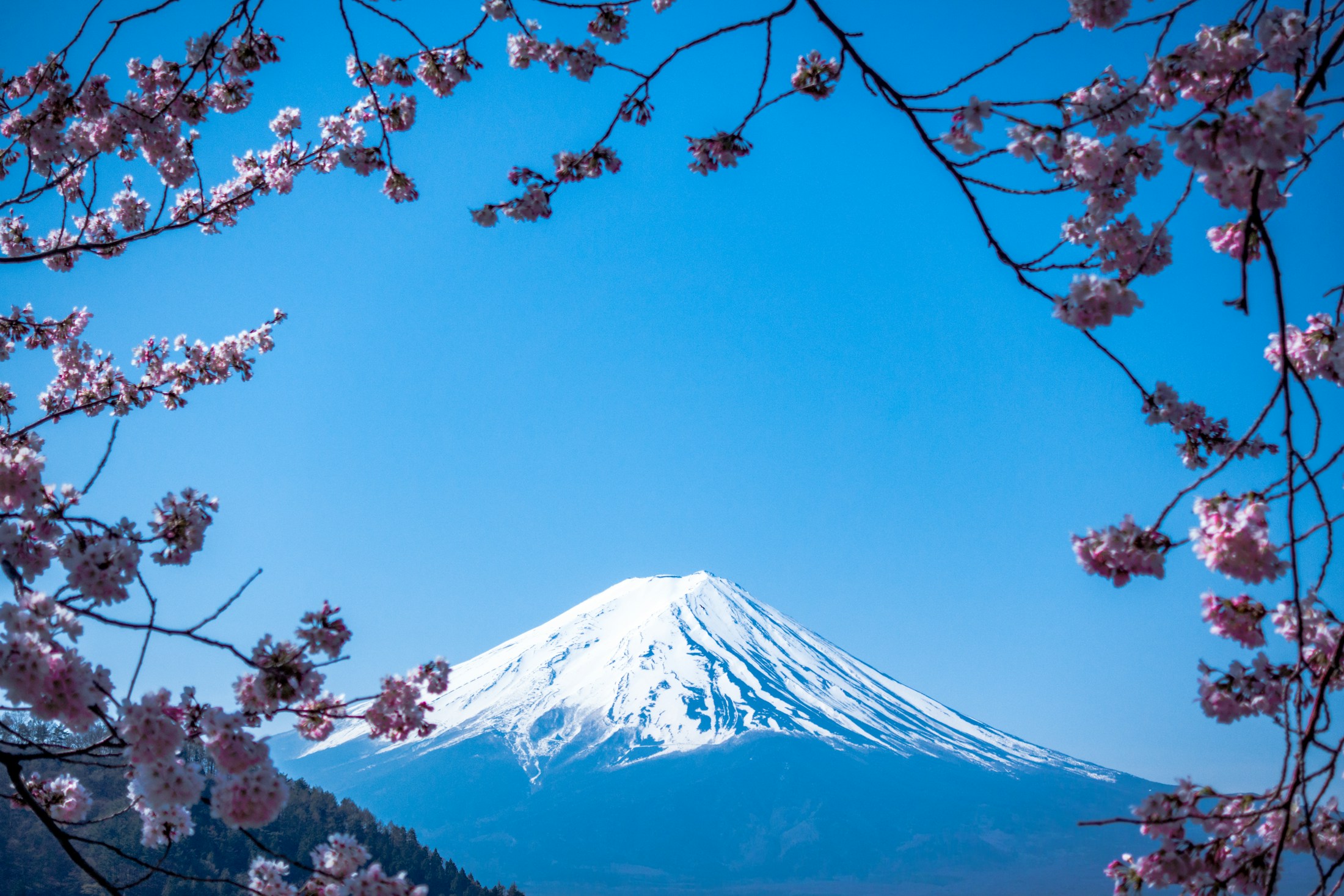 Snow-capped Mount Fuji framed by pink cherry blossoms in Japan